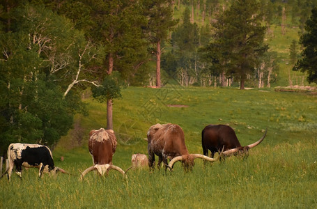 喇叭长角牧群在草地放家畜动物图片