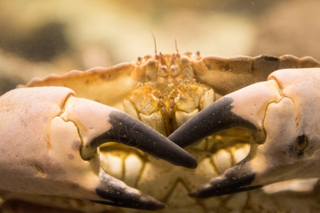 爪子也称为食用螃蟹或棕的癌症亦称为食用螃蟹或褐的癌症亦称水下活生的黑蟹在下面水族馆图片