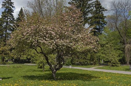 植物花瓣水果春时在花园的苹果树开图片