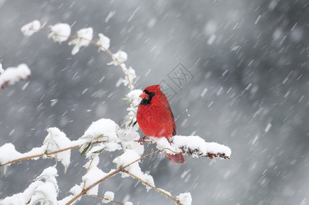 北部红衣主教在白雪和灰色背景的树枝上禽类分支阿维斯图片