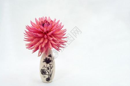 摄影颜色开花粉红大达丽在光背景的小型花瓶里图片