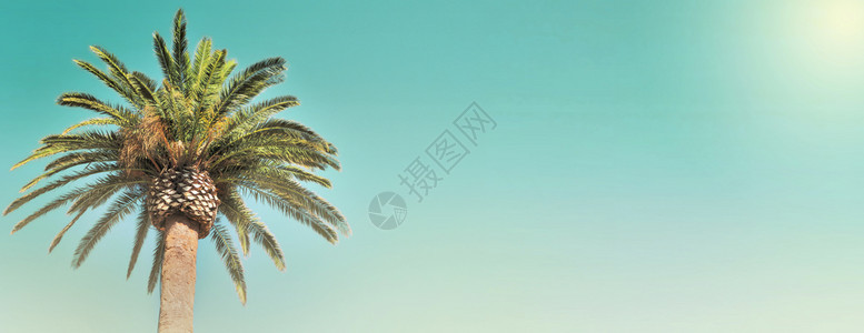 天空中棕榈树叶上的天观假期一种夏图片