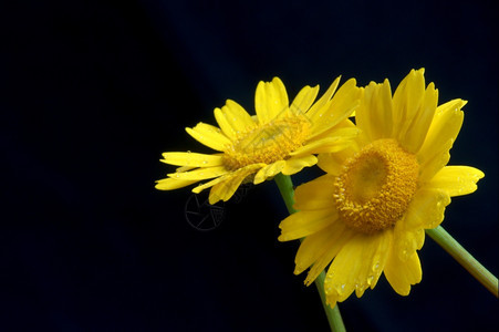 花瓣茎黄色的朵植物学图片