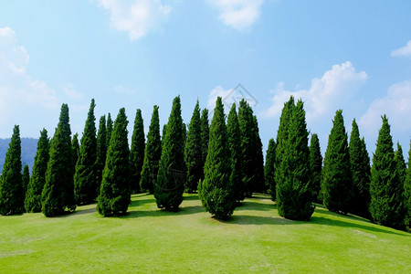 成排的松树和蓝天背景图片
