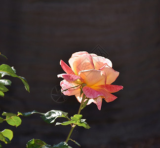 美丽的粉红玫瑰花朵在园自然的一种背景图片