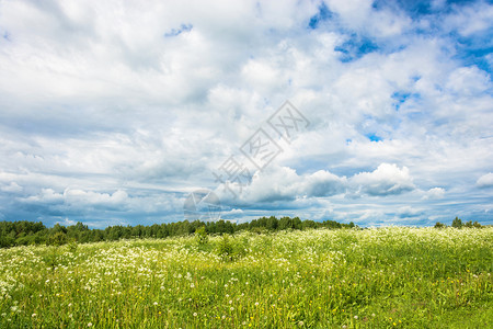 场地草夏日天下云雾的空上一片白花田蓝色的图片