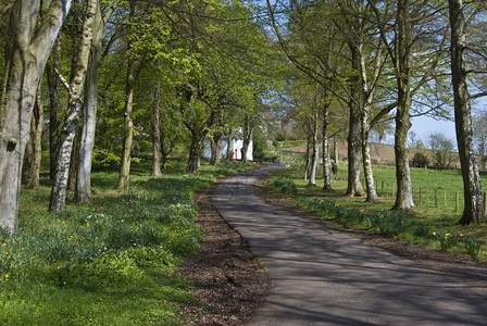 春中树林环绕着风向的车道苏格兰树木春天图片