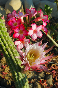树以色列境内花朵明亮的植物自然春天背景图片
