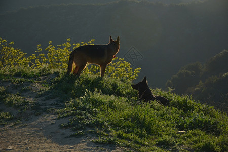 小狗日落时的德国牧羊人动物犬类图片