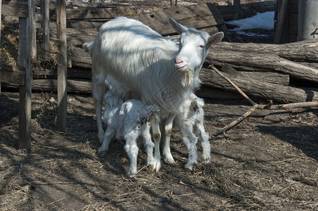 白色的动物两个可笑山羊孩子见到母亲在牧场门图片
