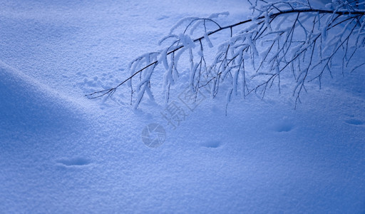 枝条寒冷的颜色冬天蓝时刻和动物足迹展示图片