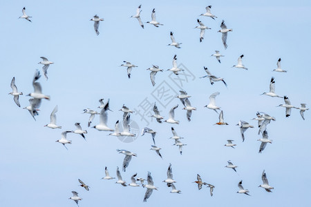 一群飞的海鸟阿沃切斯戈威特和黑头瓜飞行野生动物鳄梨图片