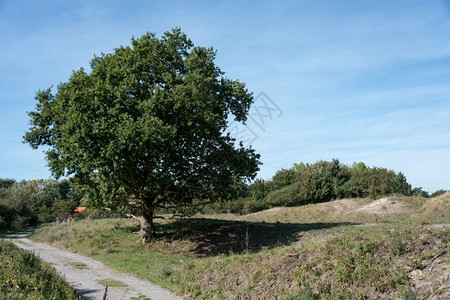 屋古老的橡树在土丘风景中用蓝天空作为背景秋小路图片