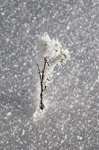 在干草上与雪质相对的冰霜下雪季节冬天图片