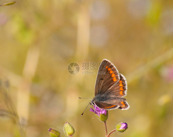 生活叶子春天小野花上的蝴蝶图片