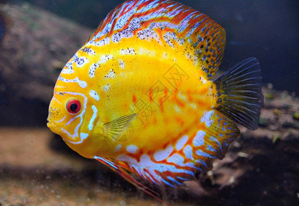 黄鱼的深海水族馆中的黄鱼动物丰富多彩的照片背景