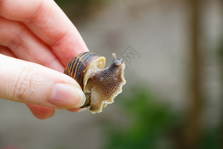 螺旋花园一只手握着母蜗牛的手在她指之间贝壳图片