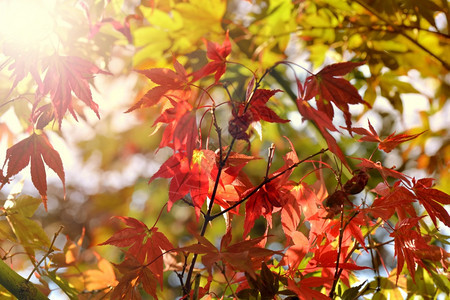 阳光下秋季火红的枫叶图片