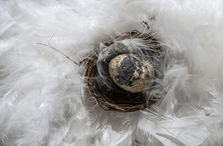 美丽的自然羽毛本底复活节受孕时的小棕蛋鸡上兔子形状谷仓图片