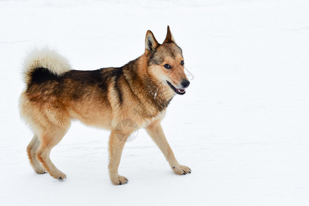 站在白色雪地上欢笑的飞毛狗整天站在白色雪地上宠物有趣的小狗站在白色雪地上的正面常设图片