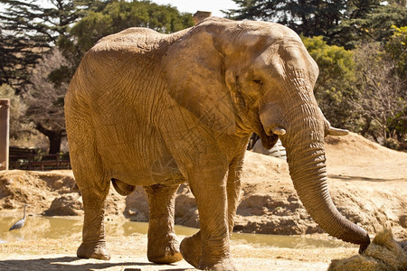 树干力量南非公园的一头大洲象一种图片
