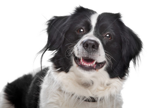 动物白种背景面前的边境CollieBerferCollie牧羊犬一种国内的图片