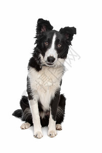 国内的纯种白背景面前的边境CollieBerferCollie牧羊犬类图片