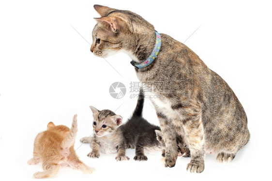 白色背景的母猫和小品种宠物婴儿图片