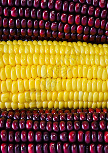 红和黄色玉米耳朵背景蔬菜农业食物图片