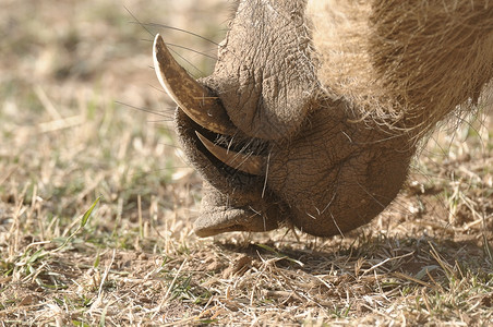 危险的疣猪牙齿哺乳动物美丽的图片素材