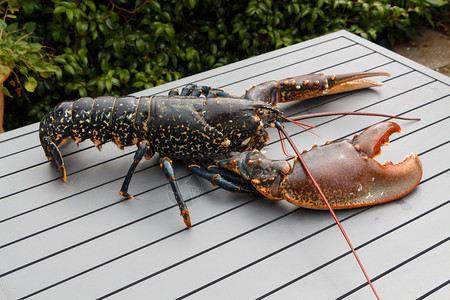 大钳子龙虾图片