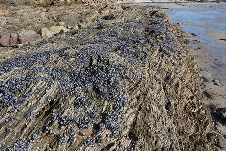 海岸低潮时布列塔尼岩石上的野生贝浪潮软体动物图片