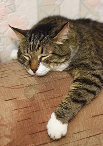 睡眠觉的老猫正面科动物图片