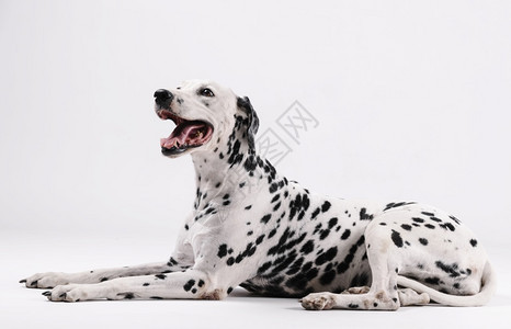 Dalmatian狗坐着面朝上与白种背景隔离室内的纯种白色图片