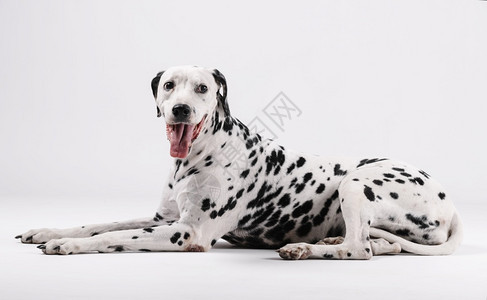 Dalmatian狗坐着面对与白种背景隔绝的孤立短发宠物猎犬图片