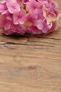 一个粉红色的Hydranga被木制背景隔离叶子绿色植物图片