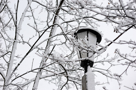 蓝色的分支机构霜寒冷的冬日有雪树木图片