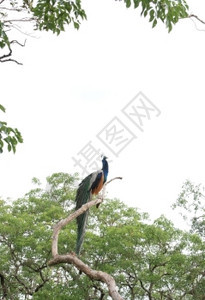 白天丛林树的孔雀斯里兰卡亚洲旅行植被天空图片