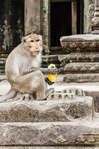 长尾有芒果水的长尾马甲猴柬埔寨吴哥Wat宗教的地点遗产图片