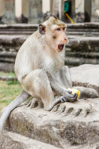 笏佛教徒长尾有芒果水的长尾马甲猴柬埔寨吴哥Wat寺庙图片