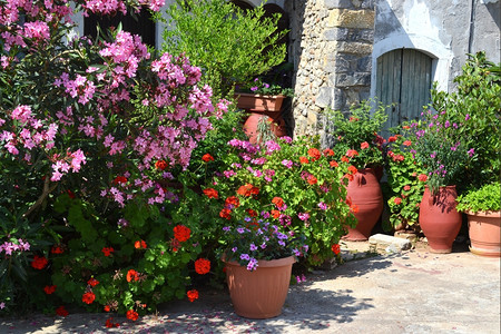 花朵希腊Crete岛Sissi的花盆和油菜锅粉色的克里特岛图片