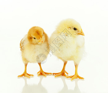 克拉夫琴科团体白色背景的两只新出生鸡黄色的图片