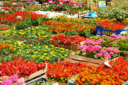 丰富多彩的自然各种样在花销市场上售卉和植物图片