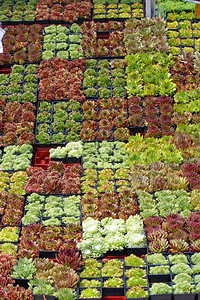 植物群卖在花销市场上售卉和植物装饰图片