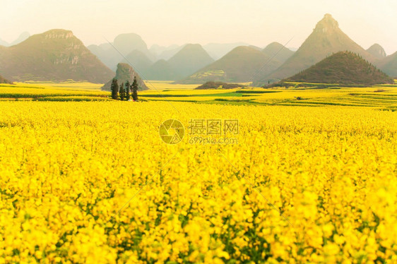 满的字段春时芥子田的多彩风景日出时在山谷盛开黄芥子花明亮而美丽的芥子花朵全盛于云南市丰盛的黄色图片