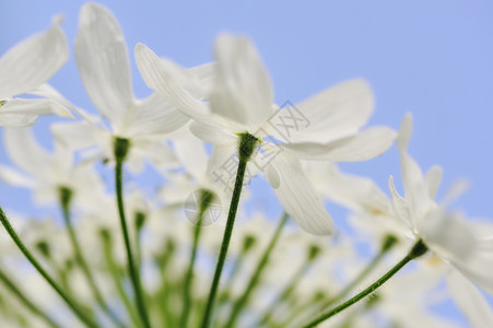蓝天下白色的花朵图片