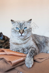 猫科动物棕色格子欧洲猫上小的粗肖像放松短发图片