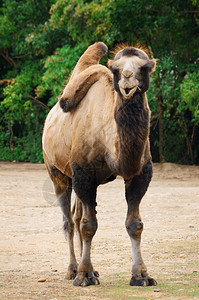 国内的哺乳动物有蹄两峰骆驼图片