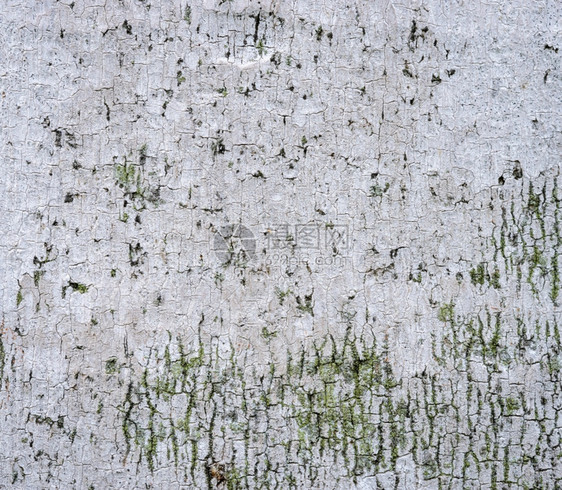 质地植物群棕榈树皮纹理背景白色的图片