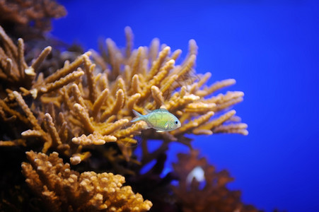 以色列红海的鱼类珊瑚和其他明亮多彩居民海洋五缤纷图片